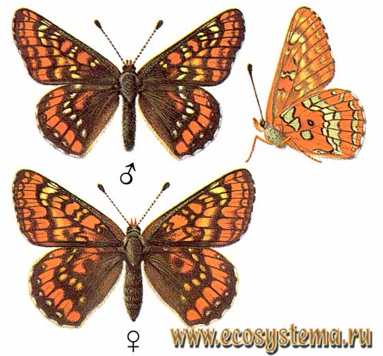   - Euphydryas maturna,  ,  , Hypodryas maturna, Euphydryas maturna adamczewskii, Papilio maturna, Papilio agrotera