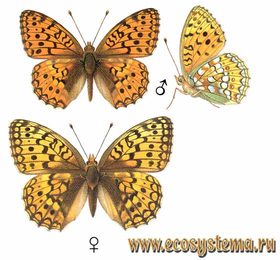   - Argynnis niobe,  , , Argynnis niobe gigantea, Fabriciana niobe, Papilio niobe, P. herse, P. pelopia, P. cleodoxa