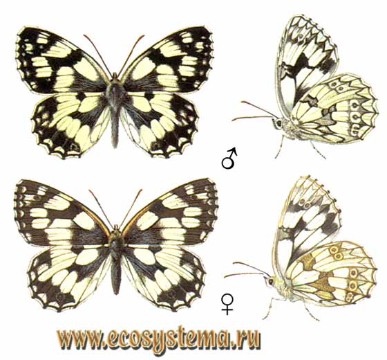  - Melanargia galathea,  ,  , Papilio galathea