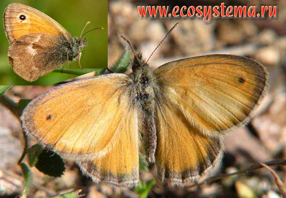   - Coenonympha pamphilus,  ,   , Coenonympha pamphilus marginata, Coenonympha pamphilus lyllus, Papilio pamphilus