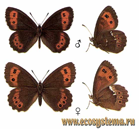   - Erebia ligea,  , ,  , Erebia ligea meridionalis, Erebia ligea kamensis, Erebia ligea dovrensis, Papilio ligea