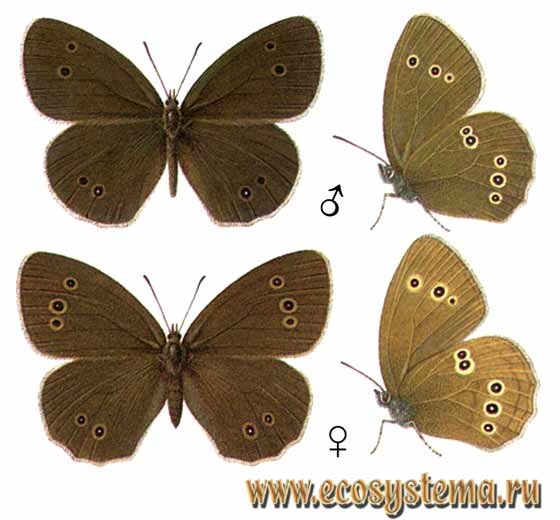   - Aphantopus hyperanthus,  ,  ,  -, , Hipparhia hyperanthus, Papilio hyperantus