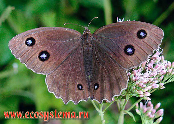 - Minois dryas,  ,  ,  , Satyrus dryas, Papilio dryas, Papilio phaedra, Satyrus druas, Hipparchia dryas