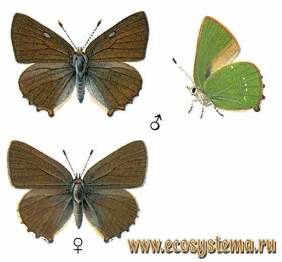  - Callophrys rubi,  ,  , Papilio rubi, P. caecus, P. suaveola, P. nordlandica, P. intermedia, P. minor, P. major, P. connexa, P. bipunctata, P. incompleta, P. inferopunctata, P. pallida, P. brunnea, P. suffusa, P. olivacea, P. cinerascens, P. leucosticta, P. amphichloros, P. herculeana, P. androflavus