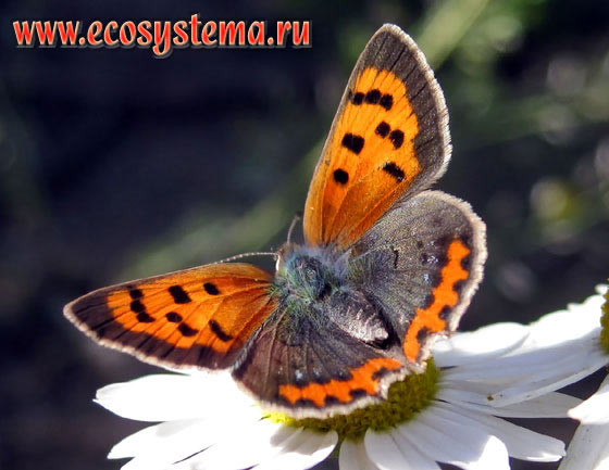   - Lycaena phlaeas,  ,  , Papilio phlaeas, Papilio timeus, Papilio virgaureae, Lycaena phlaeas aestivus, L. turcicus, L. phleas, L. phaleas, Chrysophanus cupido