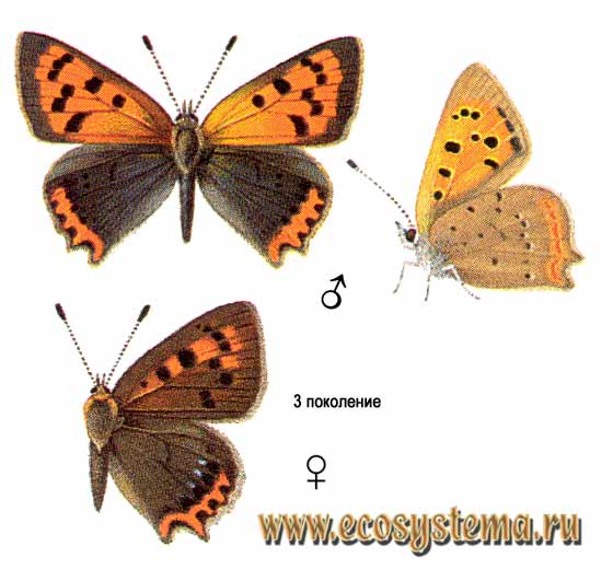   - Lycaena phlaeas,  ,  , Papilio phlaeas, Papilio timeus, Papilio virgaureae, Lycaena phlaeas aestivus, L. turcicus, L. phleas, L. phaleas, Chrysophanus cupido