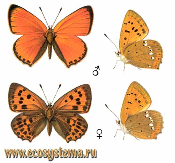  - Lycaena virgaureae,  ,  , Heodes virgaureae, Papilio virgaureae