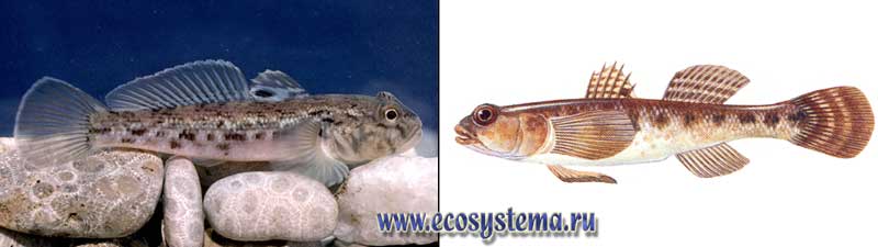 - - Neogobius melanostomus ( )