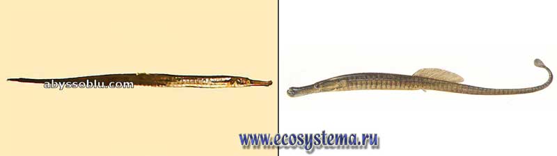 Игла-рыба черноморская пухлощекая — Sygnathus nigrolineatus
