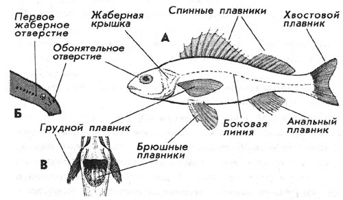 Анатомия рыбы - Fish anatomy - Википедия