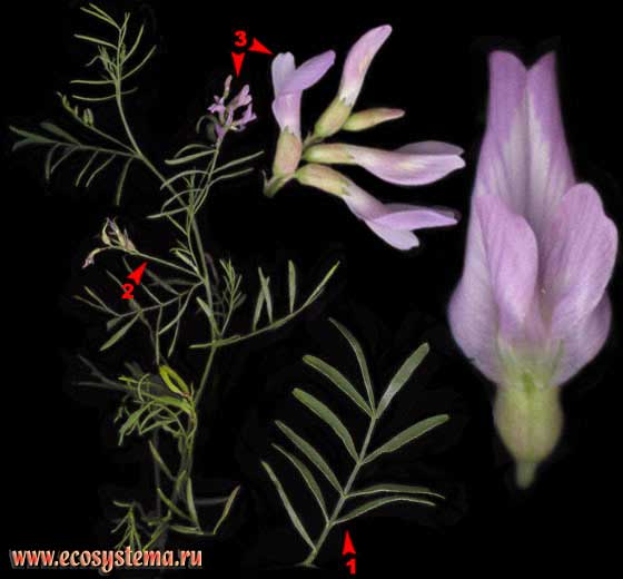 Астрагал  песчаный   —  Astragalus arenarius L.