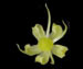 Борщевик сибирский - Heracleum sibiricum L.