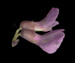 Горошек заборный - Vicia sepium L.