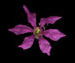 Дербенник иволистный - Lythrum salicaria L.