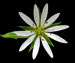 Звездчатка злаковая - Stellaria graminea L.