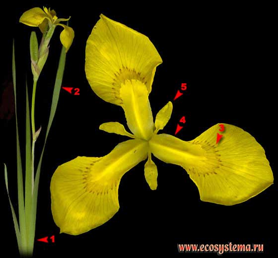 Ирис аировидный, или водяной — Iris pseudacorus L.