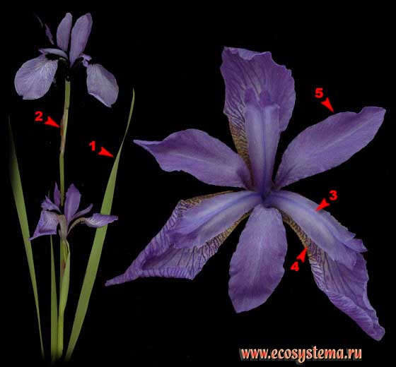 Ирис сибирский — Iris sibirica L.