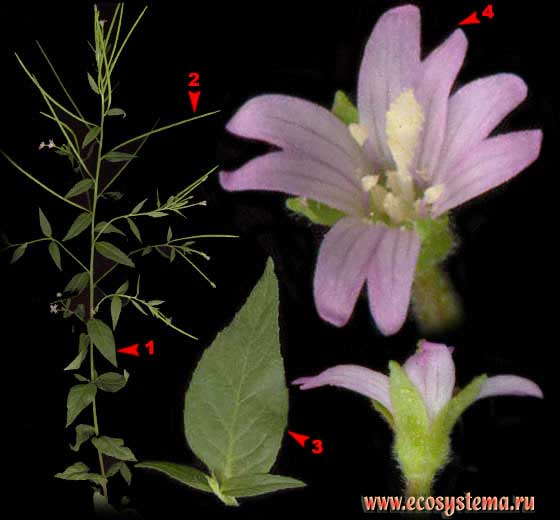 Кипрей болотный — Epilobium palustre L.