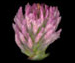 Клевер луговой - Trifolium pratense  L.