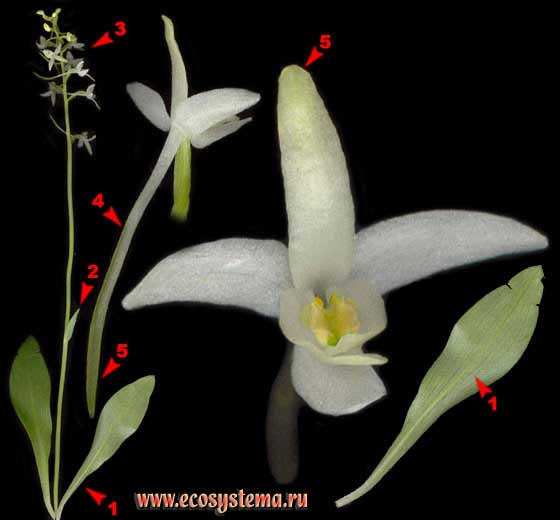 Любка двулистная, или Ночная фиалка  —  Platanthera bifolia (L.) Rich.