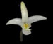 Любка двулистная - Platanthera bifolia (L.) Rich.