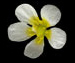 Лютик круглолистный - Ranunculus circinatus Sibth