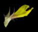 Марьянник дубравный - Melampyrum nemorosum L.