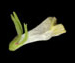 Марьянник луговой - Melampyrum pratense L.