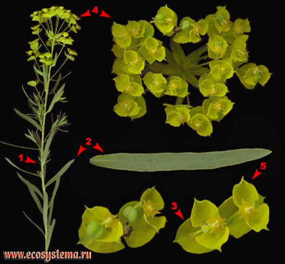 Молочай Вальдштейна, или острый —  Euphorbia waldsteinii (Sojak) Czer. (E. esula L. p. p.; E. virgata auct., non Waldst. et Kit.)