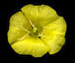 Ослинник двулетний - Oenothera biennis L.