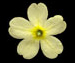 Первоцвет весенний - Primula veris L.