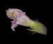 Пикульник двунадрезанный - Galeopsis bifida Boenn.