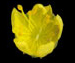 Репешок обыкновенный - Agrimonia eupatoria L.