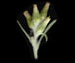 Сушеница лесная - Gnaphalium sylvaticum L. 