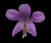 Фиалка опушенная - Viola hirta L. 