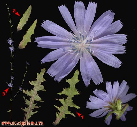 Цикорий обыкновенный — Cichorium intybus L.