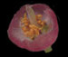 Черника - Vaccinium myrtillus L.
