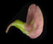 Чина лесная - Lathyrus sylvestris L.