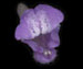 Шлемник обыкновенный - Scutellaria galericulata L.