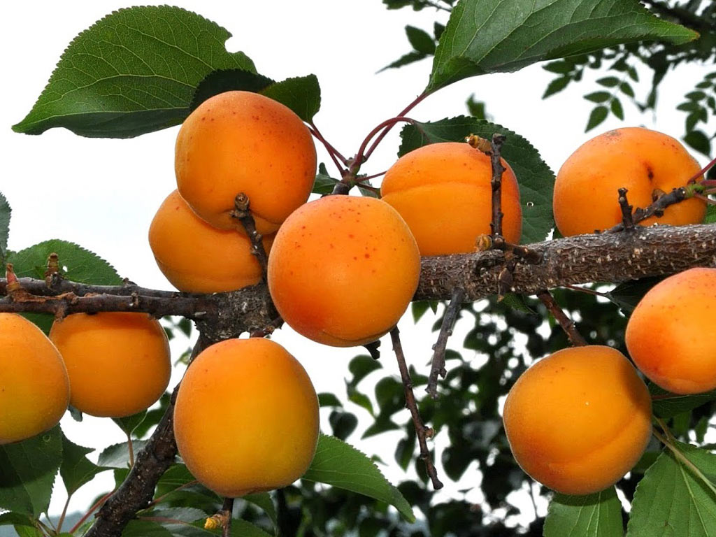   - Prunus armeniaca:   