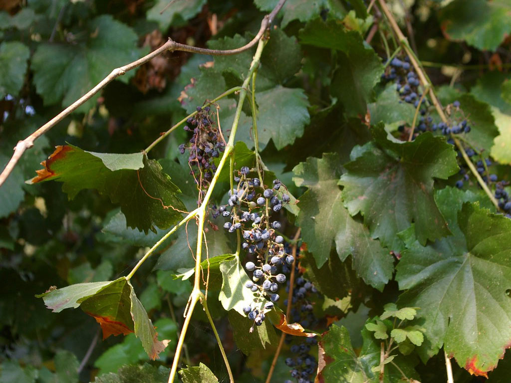   - Vitis vinifera subsp. sylvestris:   