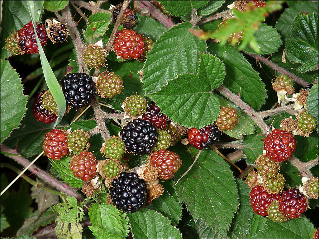   - Rubus fruticosus:   