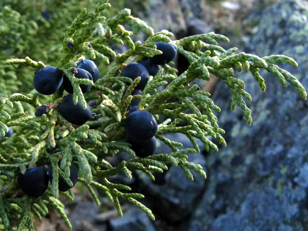   - Juniperus sabina:   