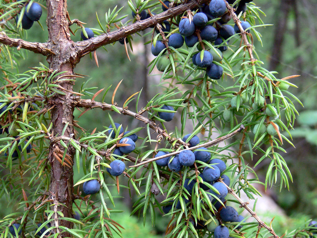   - Juniperus communis:   