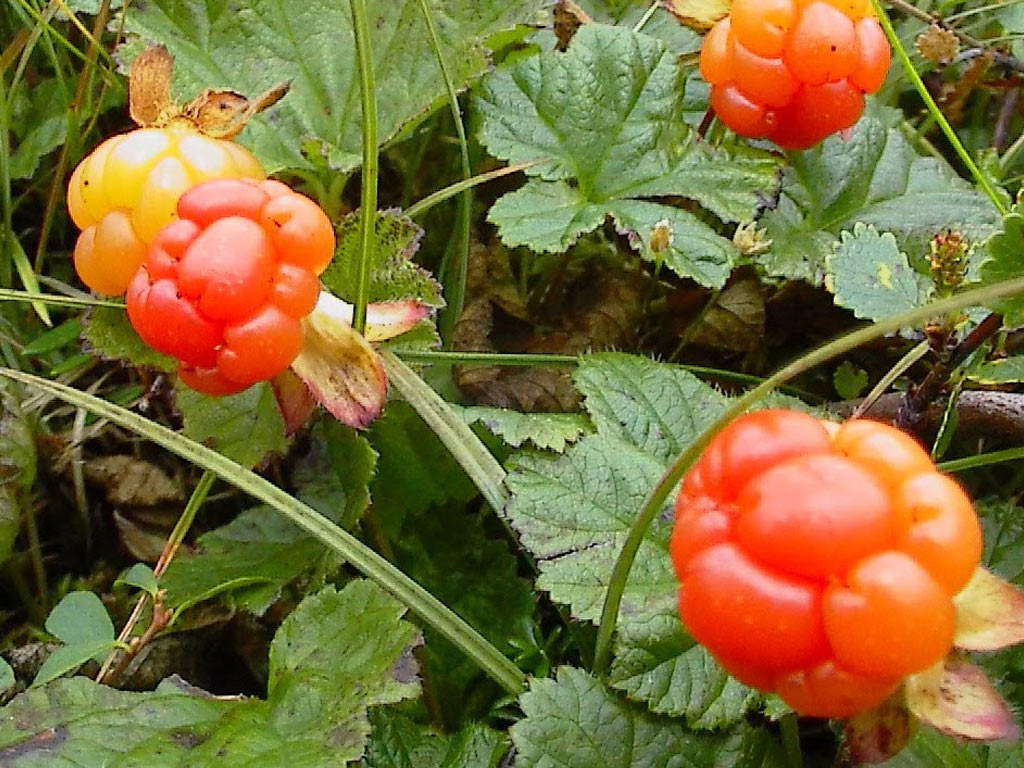  - Rubus chamaemorus:   