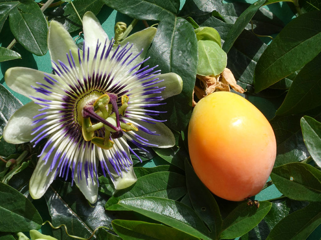   - Passiflora caerulea:   