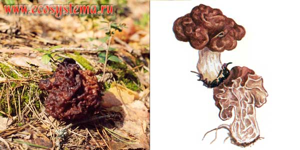 Строчок обыкновенный, или
торчок, или пестрица, или телячьи потроха - Gyromitra
esculenta (Pers.) Fr.