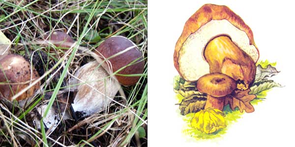 Белый гриб березовый - Boletus edulis f.
beticola Vassikk. 