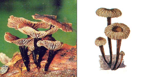 Микроомфале вонючий - Microomphale foetidum
(Fr.) Sing., или Marasmius foetidus (Sow.) Fr.