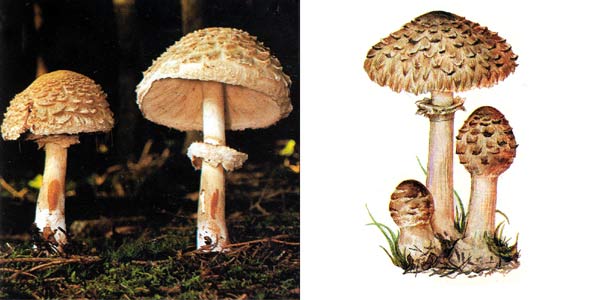 Гриб-зонтик краснеющий, или
зонтик лохматый - Macrolepiota rhacodes (Vitt.) Sing.